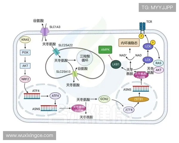 探索奥蓬达的魅力与价值:揭示其在现代社会中的重要性与影响力 探索奥蓬达的魅力与价值:揭示其在现代社会中的重要性与影响力